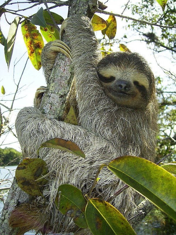Sh!tty day? Here are 10 uplifting News stories plus SLOTHS!
