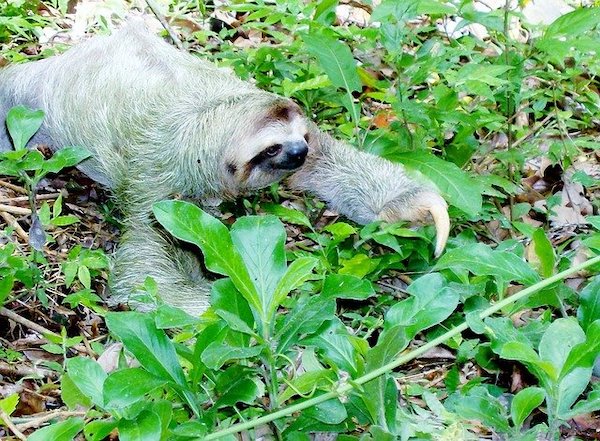 Sh!tty day? Here are 10 uplifting News stories plus SLOTHS!