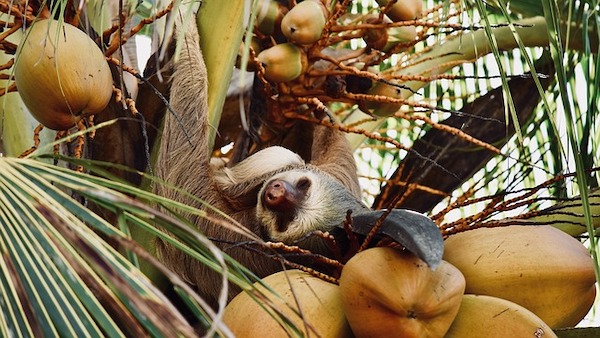 Sh!tty day? Here are 10 uplifting News stories plus SLOTHS!