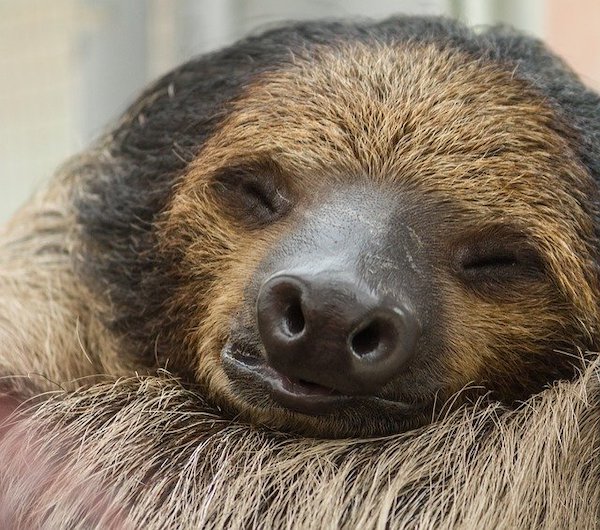Sh!tty day? Here are 10 uplifting News stories plus SLOTHS!