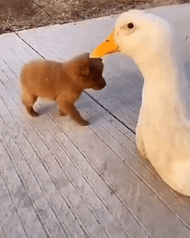 weekend-morning-awesomeness-36-photos-5.gif