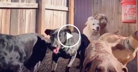 When I die, let it be by dog stampede (Video)
