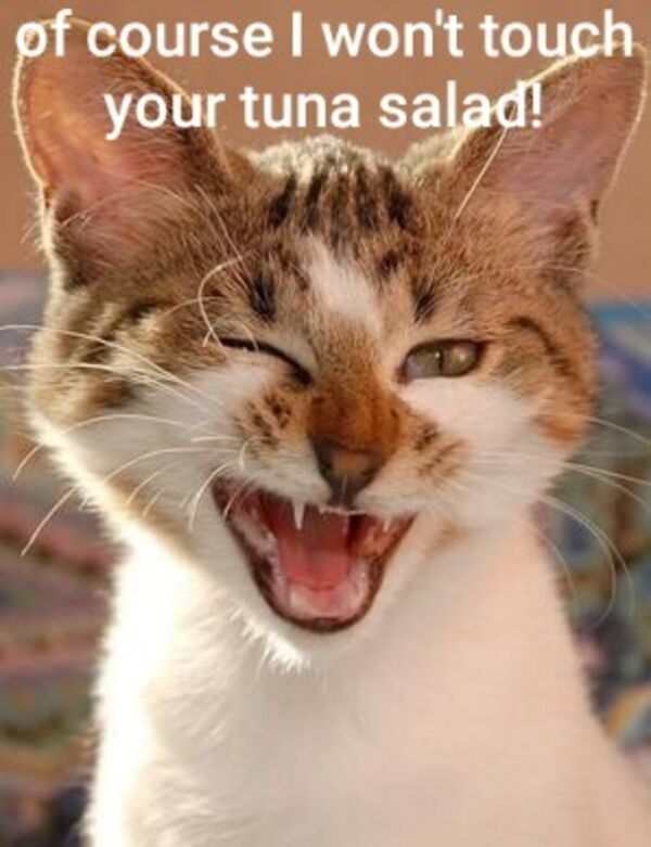 0e7fac3bf79fc9d860fbfa3250c9a224_width-6