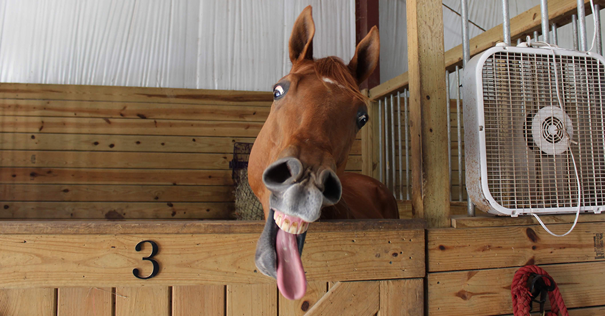 Animal laughs from both home and the wild