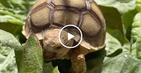 Watch adorable baby tortoises get fed and then take a nap