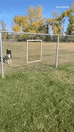 daily_gifdump_3496_16.gif
