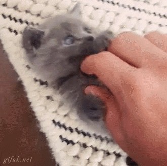 Cats Are A-Holes, New Study Confirms What We Already Know (15 Hilarious GIFs  to Prove It)