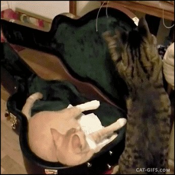 Cats Are A-Holes, New Study Confirms What We Already Know (15 Hilarious GIFs  to Prove It)