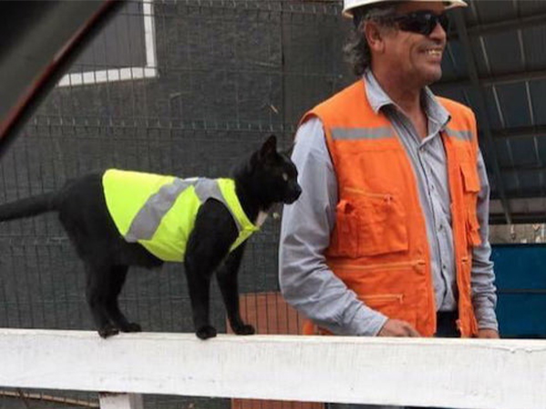 Construction workers put High-Visual jacket on black cat so it