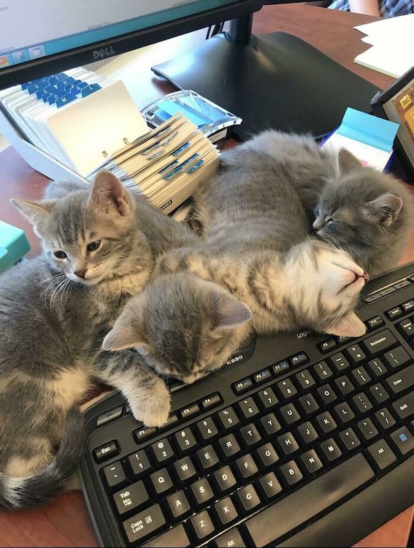 Cats With Very Interesting Jobs