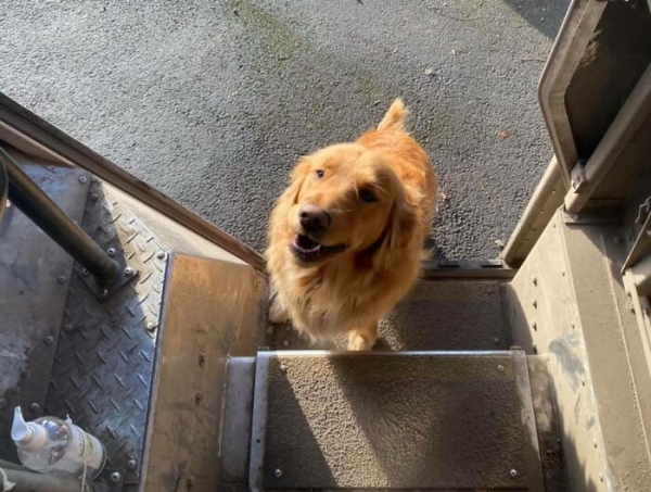 Wholesome-Encounters-Between-UPS-Drivers-And-Dogs-From-Instagram-Account-@upsdogs-Humanity-1.jpg