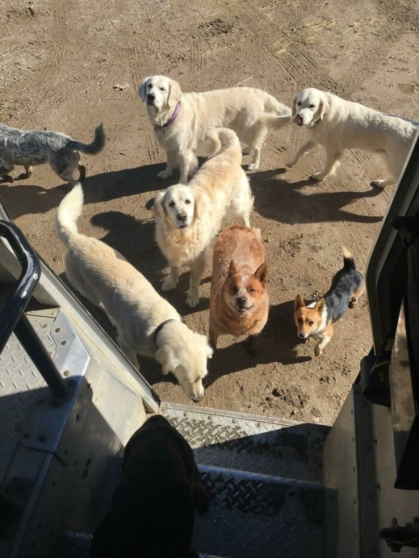 Wholesome-Encounters-Between-UPS-Drivers-And-Dogs-From-Instagram-Account-@upsdogs-Humanity-26.jpg