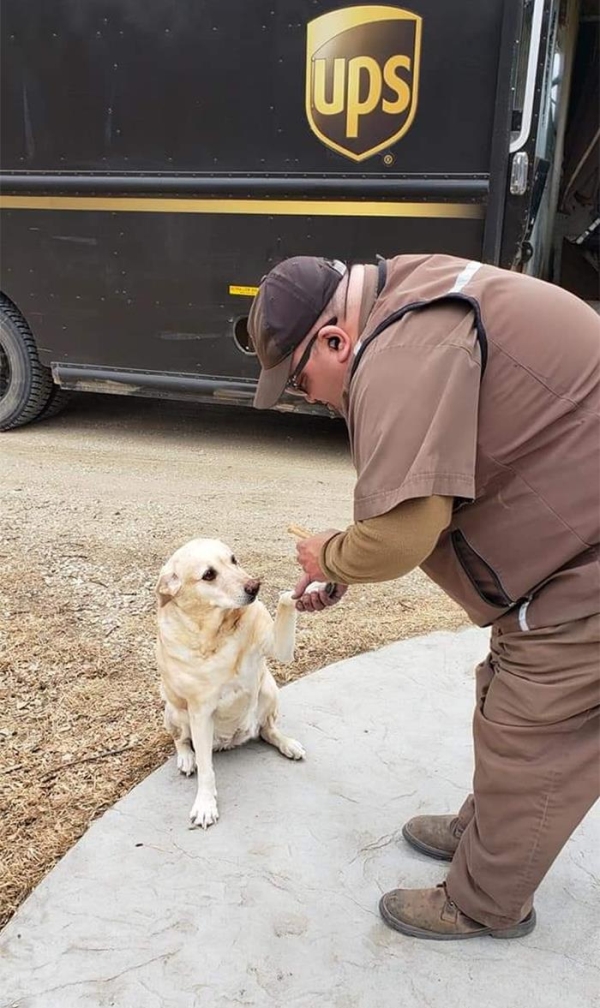 UPS drivers meeting dogs on their route is the highlight of any day!