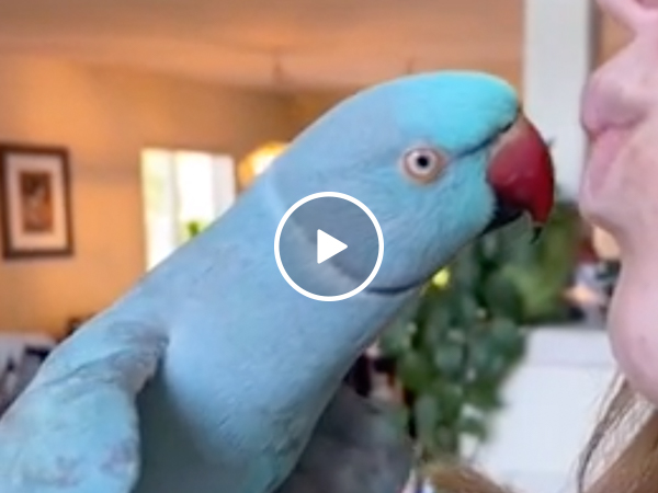 Funny bird videos discount 2021