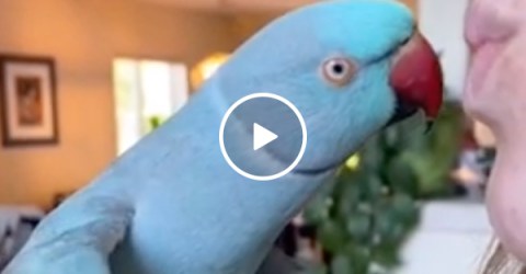 A bird nails the 'end of the night long shot' mating ritual (VIDEO)