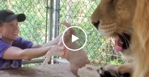 A hungry lion meets a dancing chicken (VIDEO)