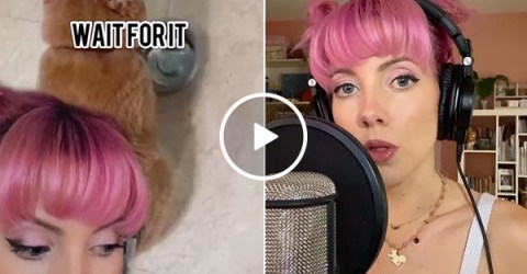 Cute girl gives a hungry cat the remix treatment (Video)