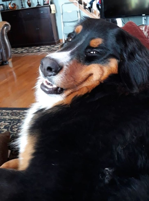 These fuzzy humans are trying to pass as animals