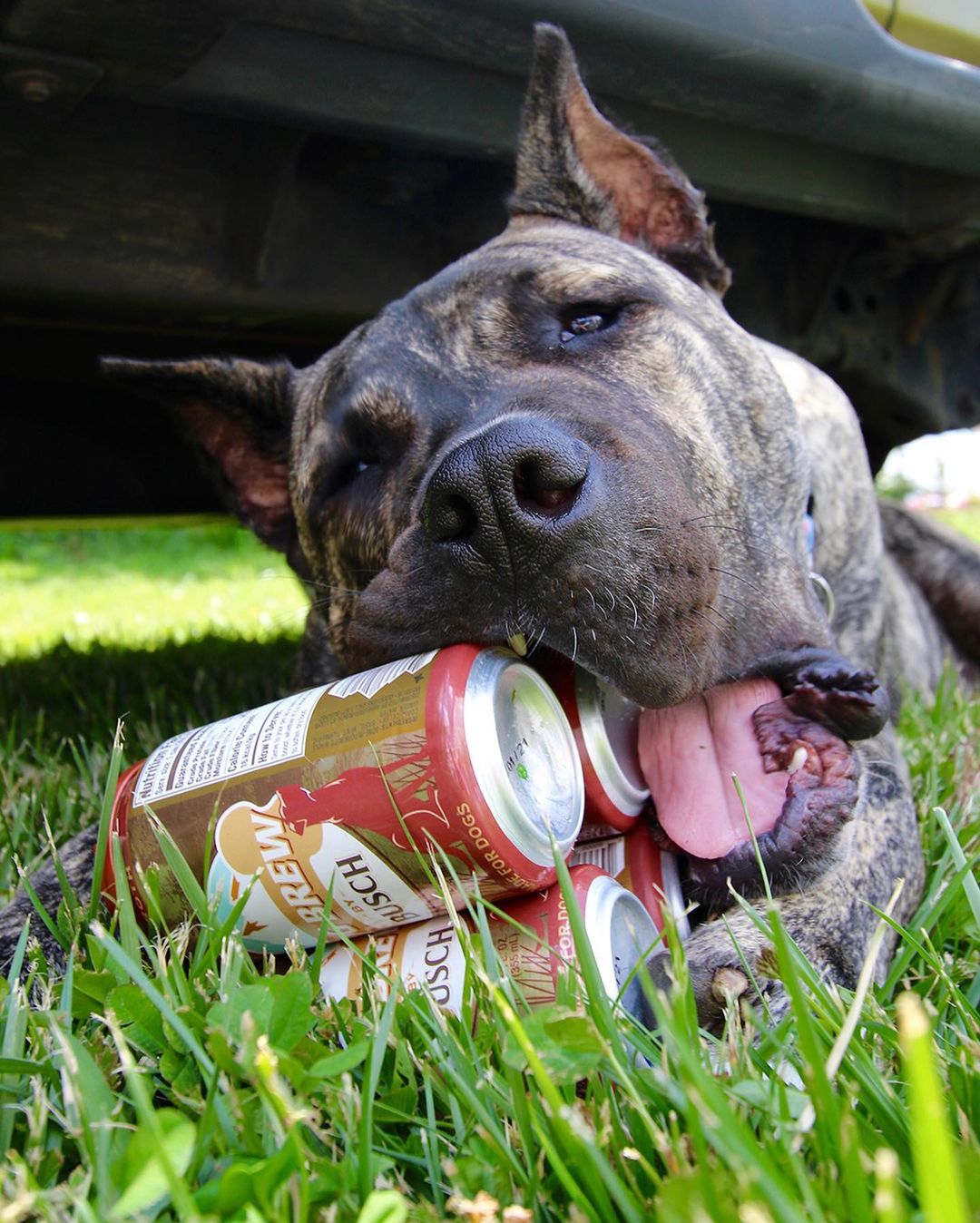 From rescue pup to Chief Tasting Officer, Ethan is one happy doggo