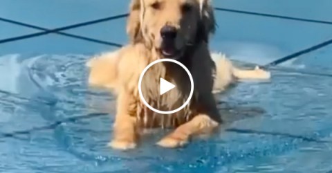 Adorable dog just wants his pool to be open (Video)