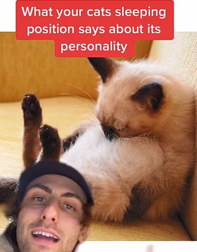 Cat Fun Facts You Definitely Didn T Know Cat Fun Facts You Definitely Didn T Know