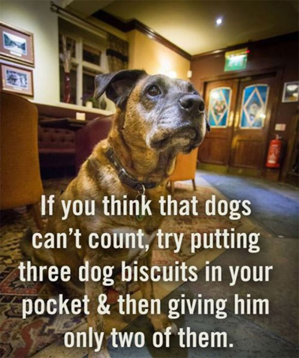 Dog owners can seriously relate to these K9 memes