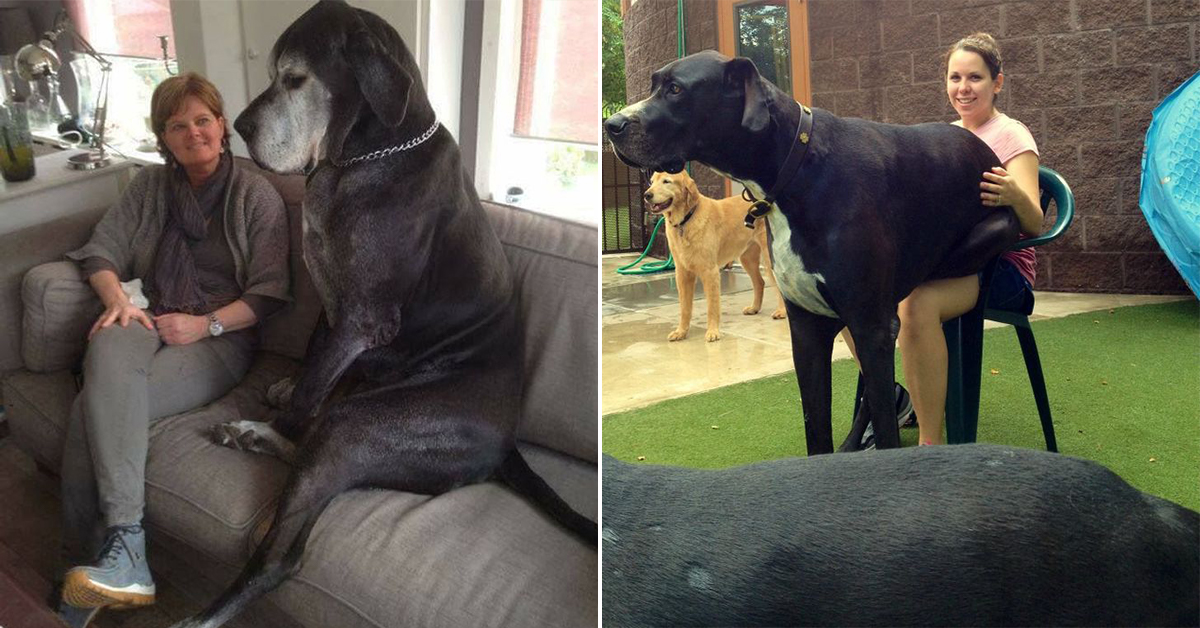 Extra-large pets that forgot how huge they are