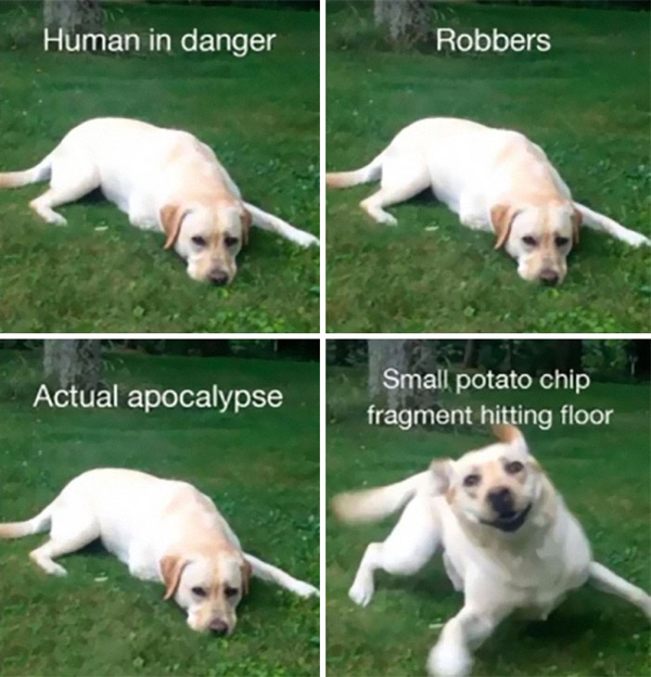 Dog owners can seriously relate to these K9 memes