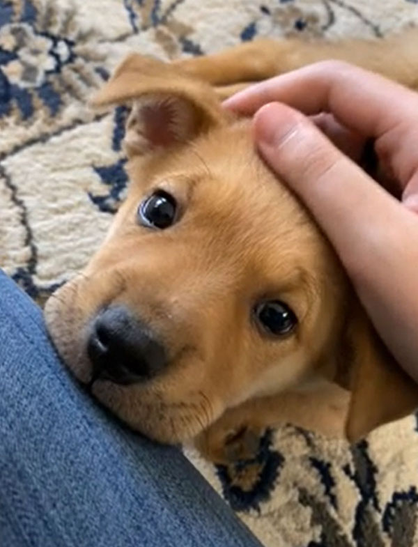 These Rescue Pets Are Living Their Best Lives