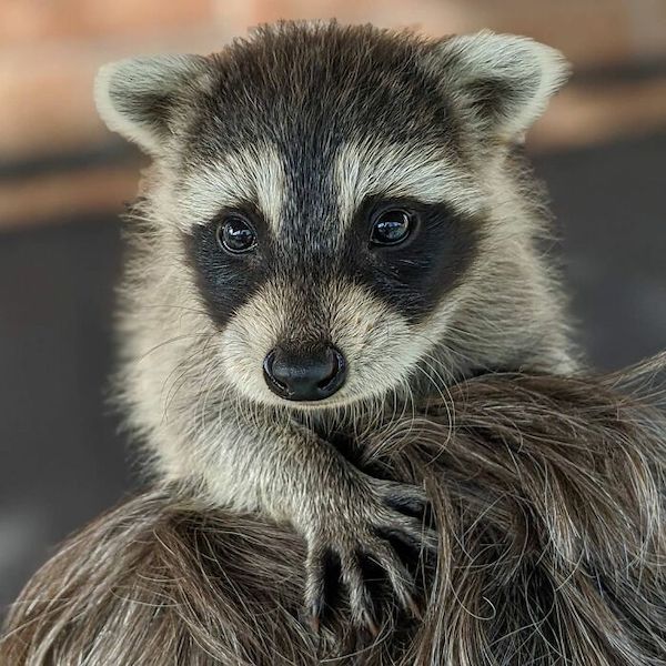 Raccoon rescuer might have rabies but definitely has a new best friend