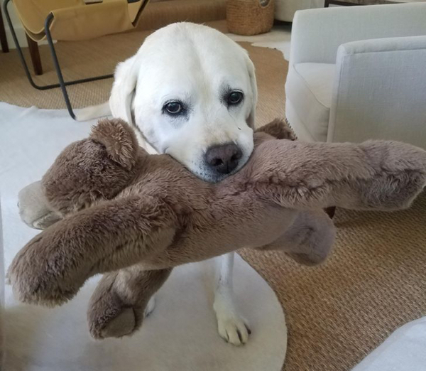 Generous pets are the best gift-givers of all