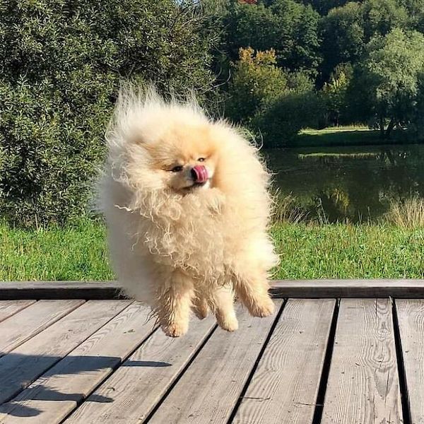 I Think Your Dog Is Broken... But He's Still Wonderful