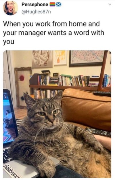 Work from home memes don't care that you're not wearing pants