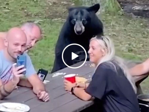 Rien à voir ici mais un pique-nique en famille avec un ours noir ?! (Vidéo)