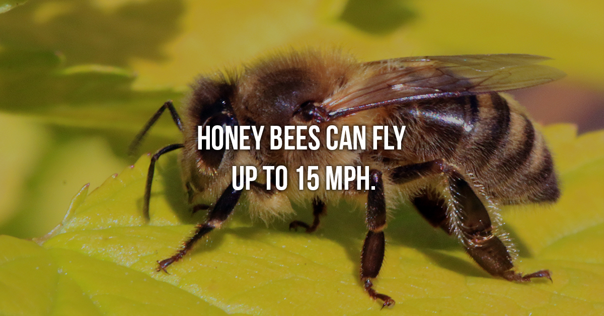 10 Facts About The Mighty Honey Bee For National Honey Bee Day