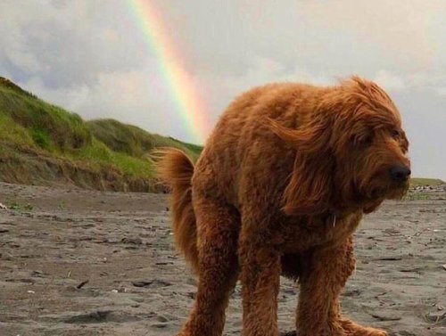 Daily Afternoon Randomness (49 Photos)