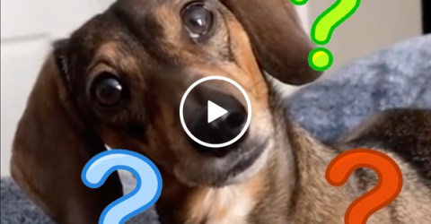 Weiner dog reacts to hearing all her favourite words (Video)