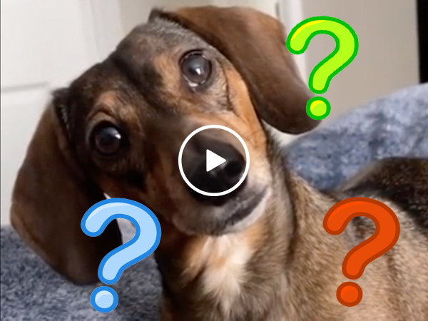 Weiner dog reacts to hearing all her favourite words