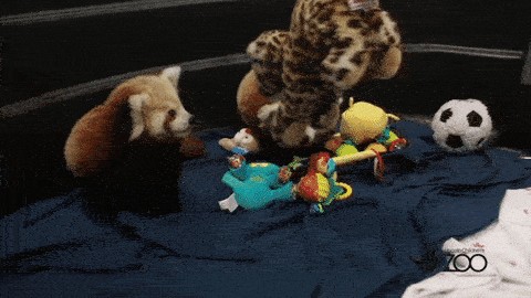 Sh Tty Day Here Are 10 Uplifting News Stories Plus Red Pandas