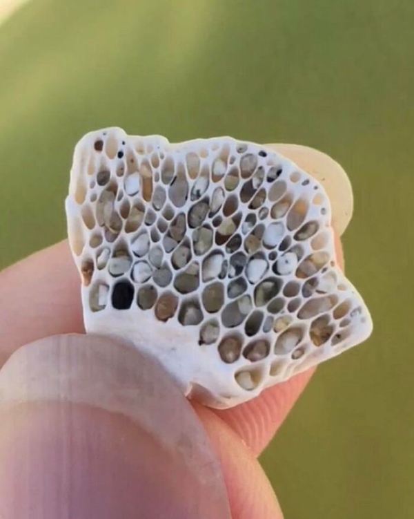 Truly terrifying types of trypophobia