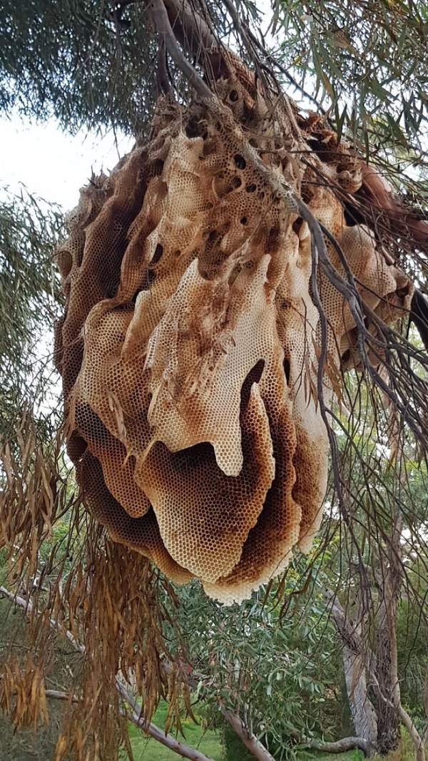 Truly terrifying types of trypophobia