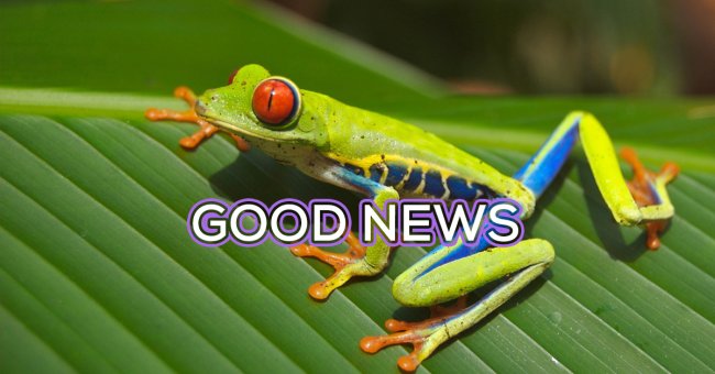 Sh!tty day? Here are 10 uplifting News stories plus frogs