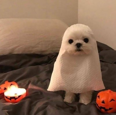 43 Best Dog Costume Ideas for a Happy Howl-oween