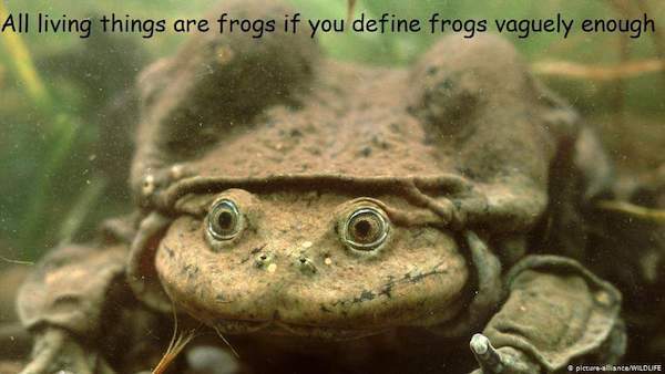 Don't FROGET to check out these TOADALLY RIBBETING frog memes