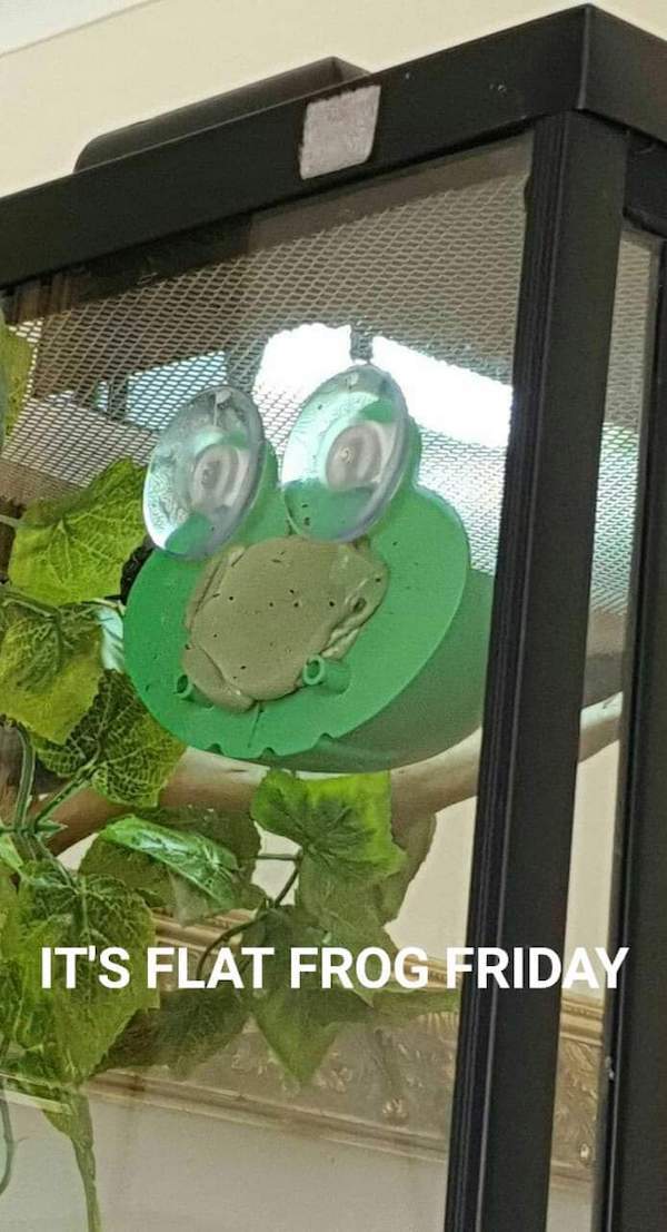 Don't FROGET to check out these TOADALLY RIBBETING frog memes