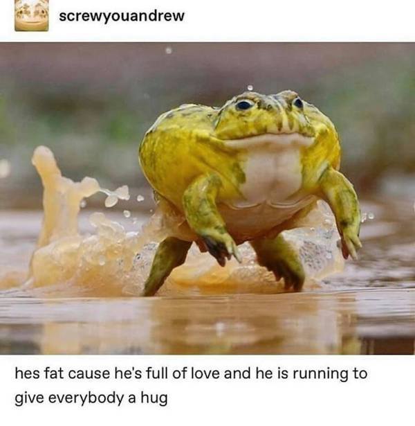 Don't FROGET to check out these TOADALLY RIBBETING frog memes
