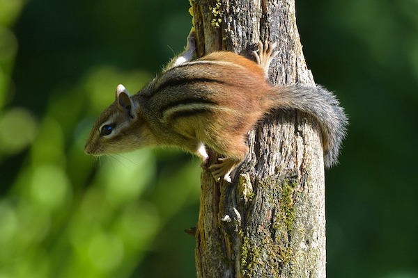Sh!tty day? Here are 10 uplifting News stories plus chipmunks