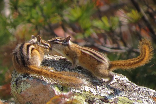 Sh!tty day? Here are 10 uplifting News stories plus chipmunks