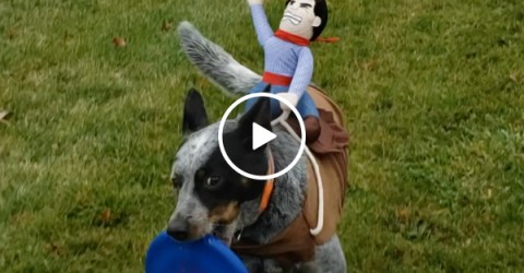 Giddy up! A mini cowboy finds a new ride (Video)