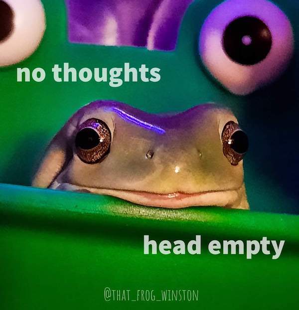 Don't FROGET to check out these TOADALLY RIBBETING frog memes